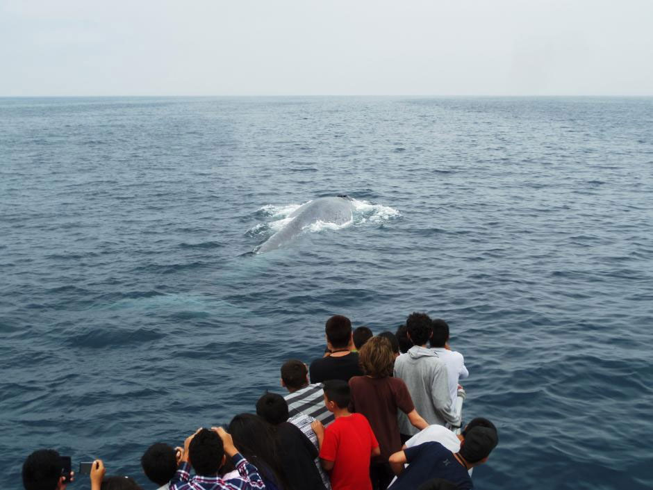 adopt-a-class-banner