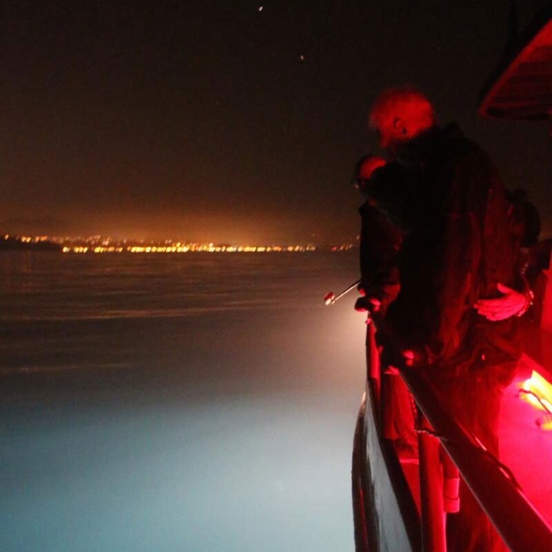ocean-institute-bioluminescence-night-cruise
