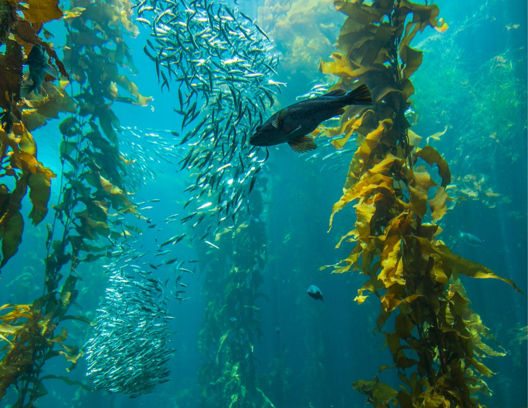 Kelp Forest Image