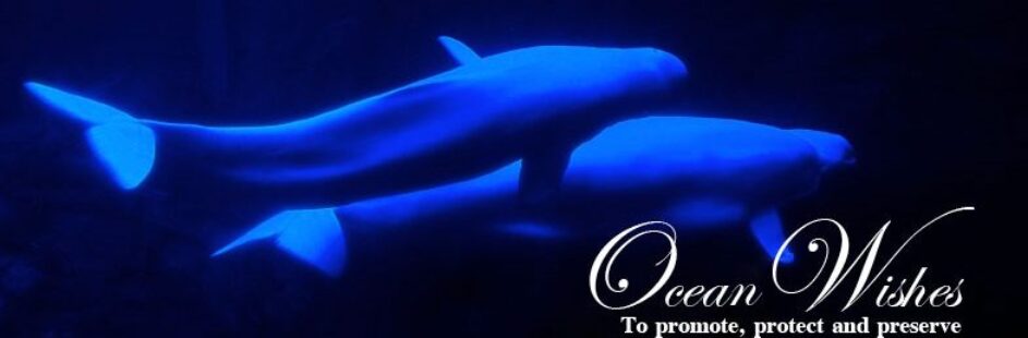ocean wishes